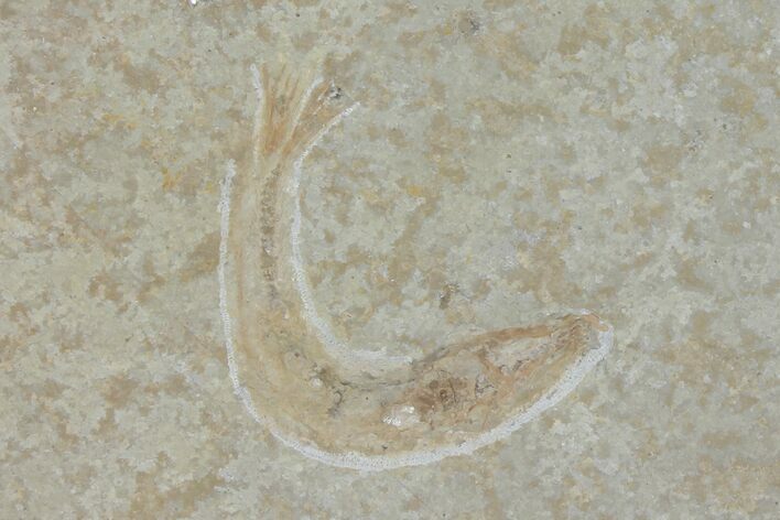 Jurassic Fossil Fish (Leptoleptis) - Solnhofen Limestone #112684